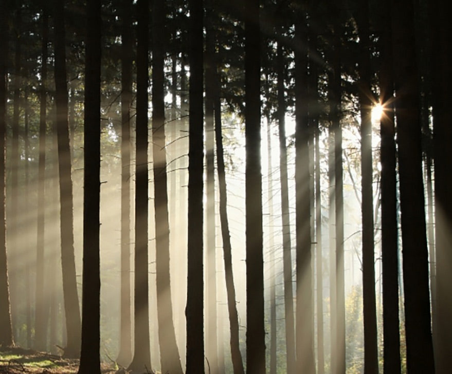 16 oz Twilight Woods Candle