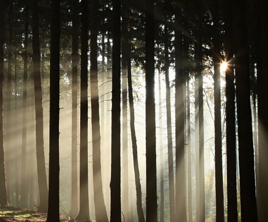 16 oz Twilight Woods Candle